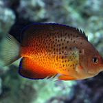 Photo Rusty angelfish (Centropyge ferrugata), Red
