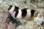 Photo Aquarium Fish Black Banded Damsel (Amblypomacentrus breviceps), Striped