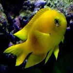 Canary Deep Water Damsel Photo and care