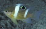 Photo Aquarium Fish Dischistodus, Striped