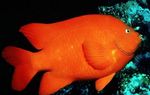 Garibaldi Damselfish Meeresfische (Meerwasser)  Foto