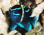 Фото Акваріумні Рибки Неогліфідодон (Neoglyphidodon), Синій