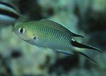 Photo Aquarium Fish Pomachromis, Green