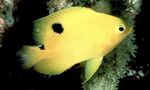 Photo Aquarium Fish Stegastes, Yellow