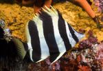 Lord Howe Pesci Corallini  foto e la cura