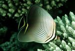 Trojúhelníkový Motýl Ryby fotografie a péče