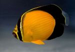 Photo Arabian Butterflyfish (Chaetodon melapterus), Yellow