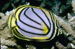 Photo Aquarium Fish Meyer's Butterfly (Chaetodon meyeri), Striped
