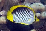 Černá Couval Butterflyfish  fotografie a péče