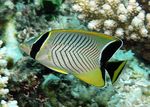 Chevron Butterflyfish  foto en zorg