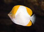 Pyramid butterflyfish  Photo and care