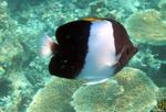 Black pyramid (Brushy-toothed) butterflyfish Photo and care