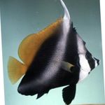 Masked Bannerfish, Phantom bannerfish  Photo and care