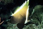 Photo Humphead bannerfish (Heniochus varius), Brown