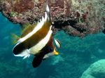Pennant bannerfish Photo and care