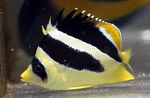 Photo Butterfly mitratus, Indian butterflyfish (Chaetodon mitratus), Striped