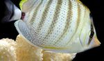 Pebbled Butterflyfish Photo and care