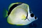 Photo Barberfish, Blacknosed butterflyfish (Johnrandallia nigrirostris), Yellow