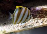 Sixspine Butterflyfish Marine Fish (Sea Water)  Photo