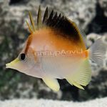 Longnose Atlantic Butterflyfish Photo and care