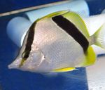 Photo Aquarium Fish Bank Butterfly (Prognathodes aya), Striped