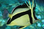 Photo Scythe-mark butterflyfish (Prognathodes falcifer), Striped