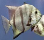 Spadefish Atlantico foto e la cura