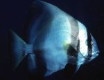 Batavia batfish Marine Fish (Sea Water)  Photo