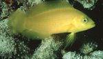Foto Zierfische Dunkle Dottyback (Pseudochromis fuscus), Gelb