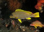 Giant Sweetlips Marine Fish (Sea Water)  Photo