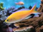 Photo Aquarium Fish Pseudanthias, Yellow