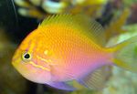 Photo Aquarium Fish Fathead Sunburst Anthias (Serranocirrhitus latus), Motley
