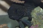 Photo Aquarium Fish Plesiops, Black