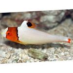 Bicolor parrot fish Photo and care