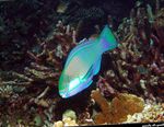 Bleekers Parrotfish, Žalia Parrotfish  Nuotrauka ir kad