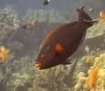 Σκοτεινό Parrotfish  φωτογραφία και φροντίδα