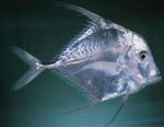 Indian Threadfish, Bieżnik Fin Jack  zdjęcie i odejście