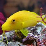 Goldsaddle Goatfish (Žlutá Goatfish)  fotografie a péče