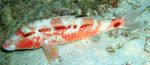 Indian Goatfish  mynd og umönnun