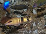 Foto Zierfische Manybar Goatfish (Parupeneus multifasciatus), Gestreift