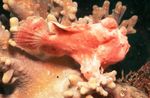 Painted Anglerfish (Painted frogfish)  Photo and care