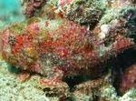 Freckled frogfish  Photo and care