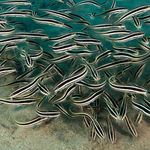 foto Pesce Gatto Corallo (Plotosus lineatus), Strisce