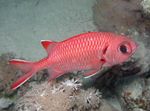 Witte Randen (Blotcheye Soldierfish)  foto en zorg