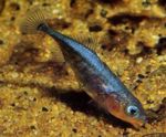 Three-spined Stickleback  Photo and care