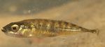 Foto Zierfische Neunstachliger Stichling (Pungitius pungitius), Gestreift