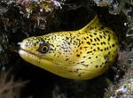 Golden Moray Eel  Photo and care