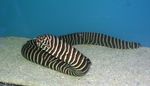 Zebra Moray Eel Marine Fish (Sea Water)  Photo