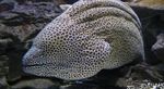 Tessalata Yılanbalığı  fotoğraf ve bakım
