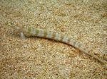 Filamented ქვიშის Eel Diver (მყივანი ქვიშის Diver)  სურათი და ზრუნვა